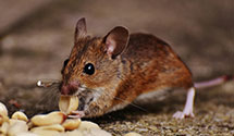 24 Hour & Emergency Exterminators in Red Bank, NJ